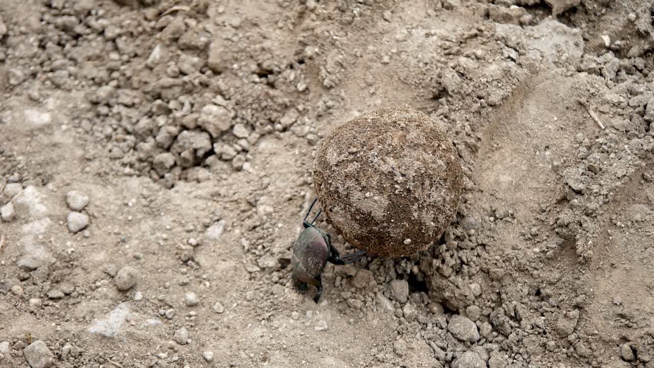 Dung beetle rolls its dung ball uphill then tumbles down, static