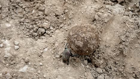 dung beetle rolls its dung ball uphill then tumbles down, static