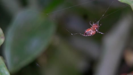 primer plano de una araña tejedora de orbes alpaida versicolor trabajando en su red