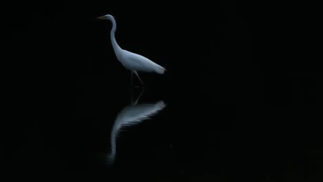 lone white heron on a still pond with a perfect reflection