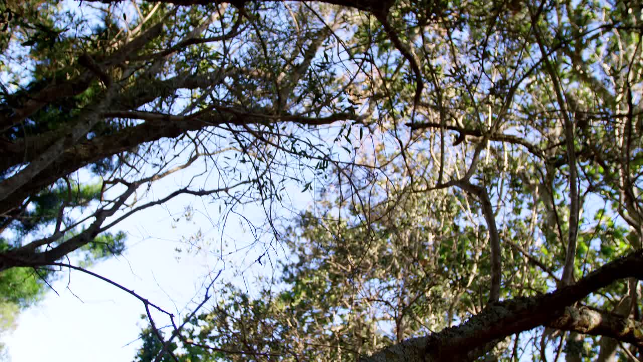 나무 와 하늘 이 있는 열대 숲