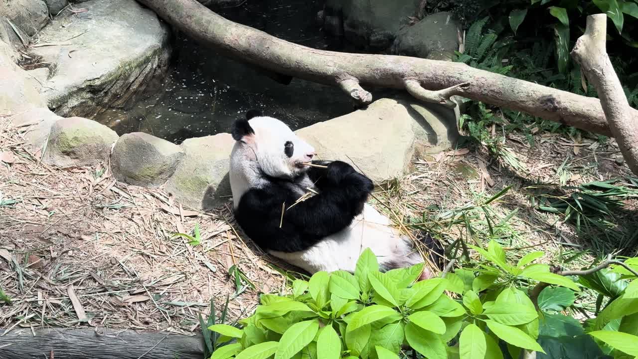 panda gigante comiendo bambú en el zoológico de singapur - toma amplia