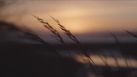 A-closeup-of-rushes-by-a-river-on-a-windy-weather-day-at-sunset