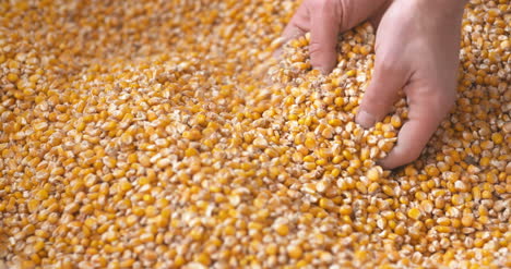 corn grains falling down in corn sack form farmer's hand