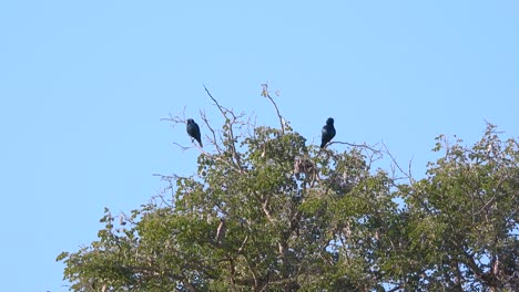 birds perched on a tree as a long-tailed whydah soars with its unique flight pattern