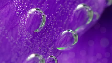 close-up of purple flower petal with bubbles