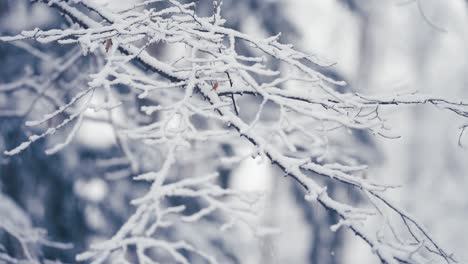 Der-Leichte-Erste-Schnee-Auf-Den-Dünnen-Zarten-Zweigen