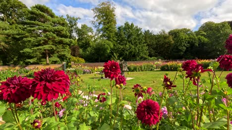 vivid red decorative dahlias sway gently in a landscaped botanical garden, with lush greenery and trees under bright natural daylight and partly cloudy skies