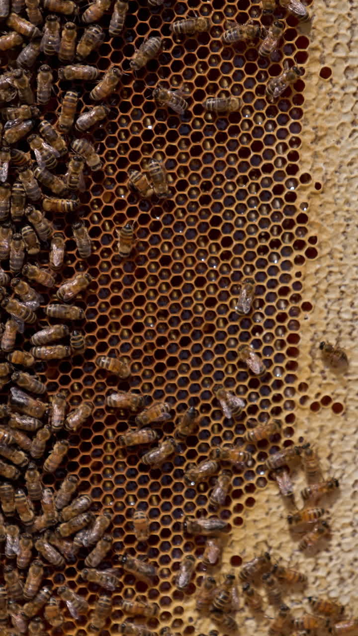 Honey frame left near the hive outdoors in the sun. Half of the honeycombs isn't sealed and covered with bees. Close up. Vertical video