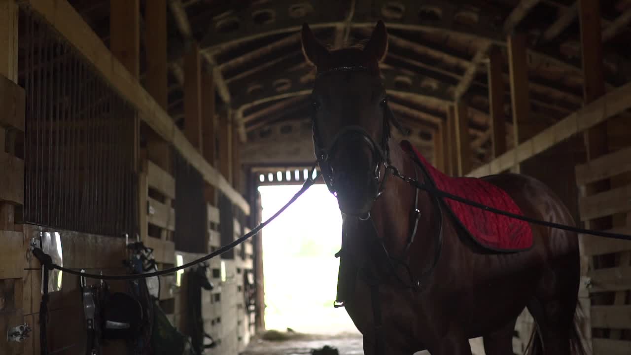 caballo en un establo