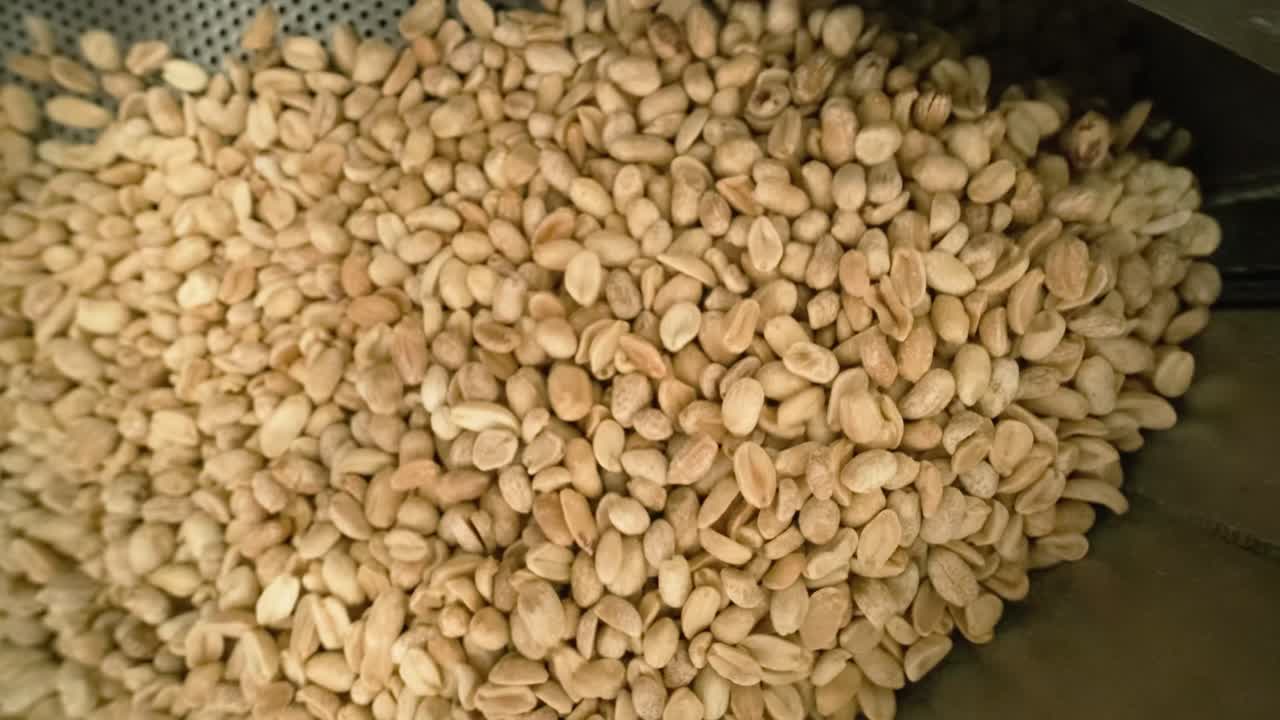 땅콩 기, 견과류 공장에서 분류 작업, 기 땅콩 포장 생산 라인