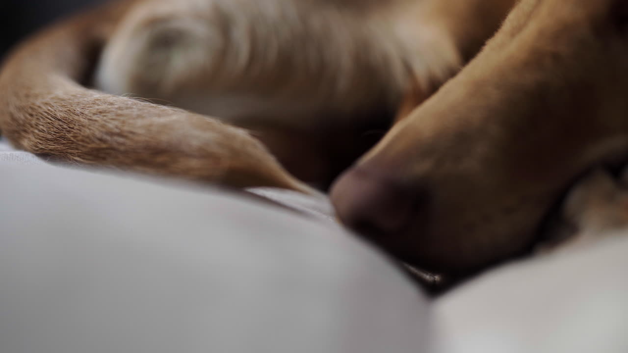 그의 가장 좋아하는 소파에 숙면 사냥개 인디 강아지