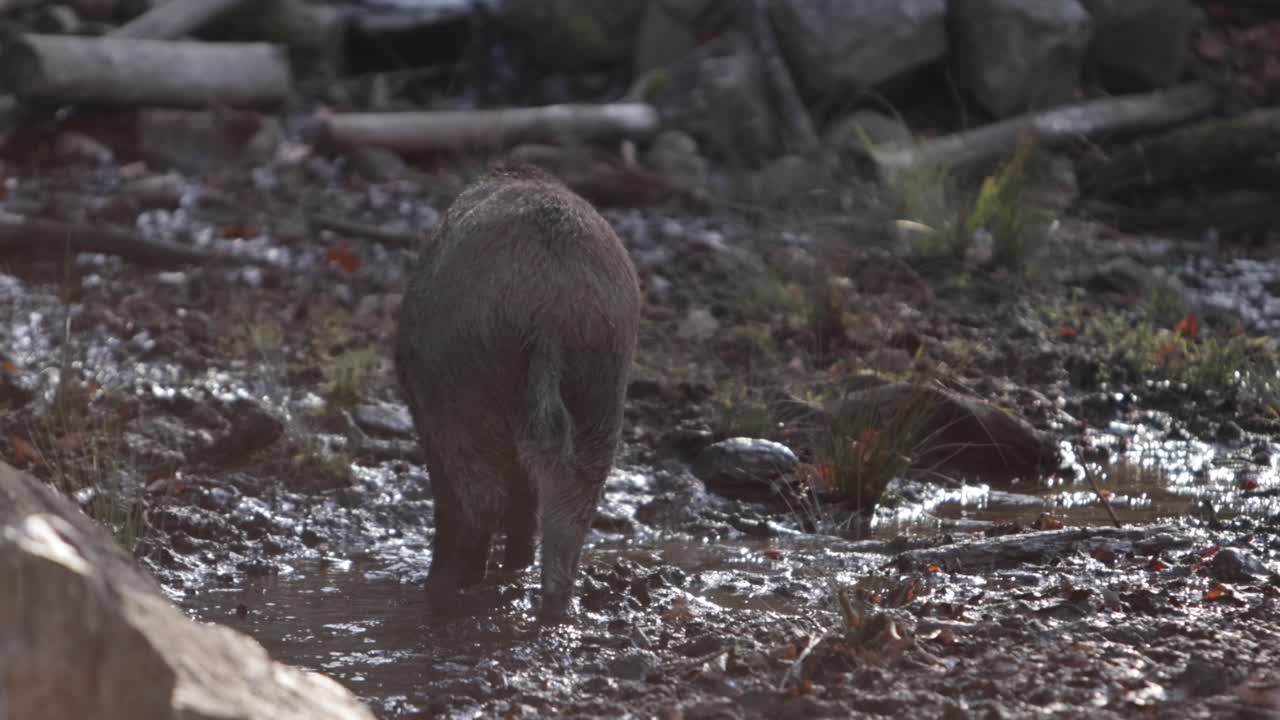 cinghiale che sguazza attraverso il ruscello fangoso e la scena della cascata retroilluminata slomo