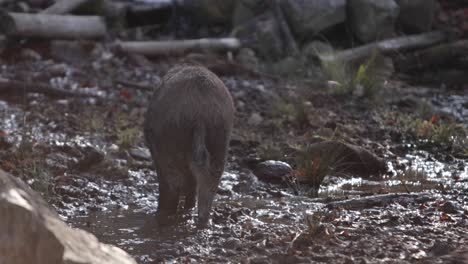 Wildschweine,-Die-Durch-Schlammigen-Bach-Spritzen,-Und-Hinterleuchtete-Wasserfallszene-Slomo