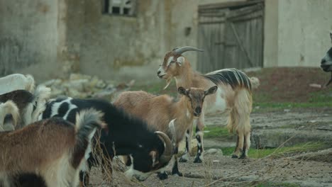 cabras en un entorno rural