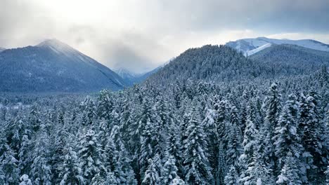 Beautiful-snow-scene-forest-in-winter.-Flying-over-of-pine-trees-covered-with-snow.