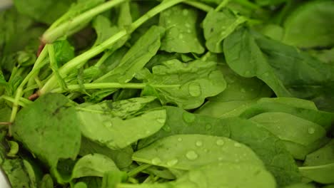 close up of wet and fresh green spinach leaves