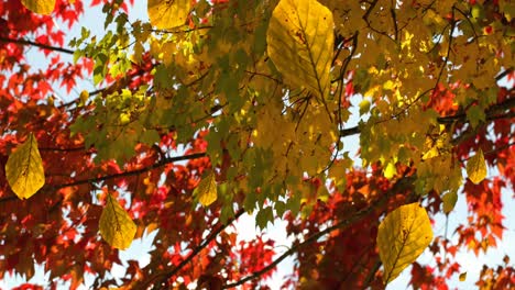 Animation-Von-Herbstblättern,-Die-Vor-Dem-Blick-Auf-Bäume-Und-Himmel-Fallen