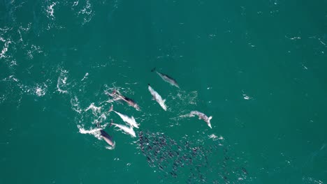 top view of bottlenose dolphins attacking mullet fishes in the ocean in new south wales, australia