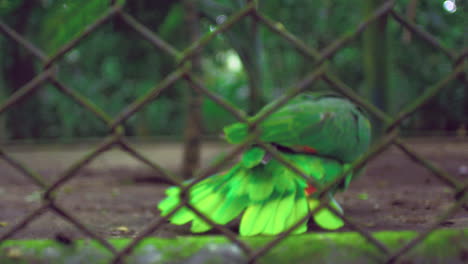 Endangered-green-parakeet-in-enclosure,-under-rehabilitation