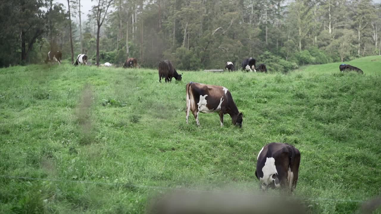 Le mucche pascolano in un pascolo verde