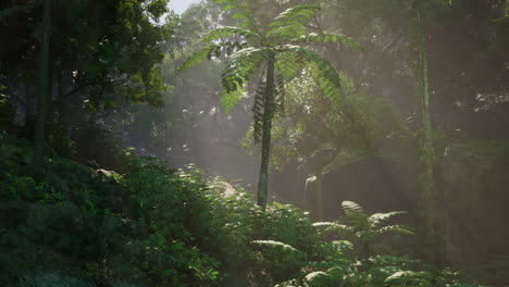 sunlight filtering through a dense tropical jungle