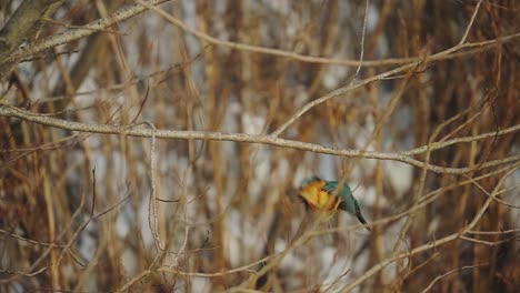 kingfisher bird perched on a twig then fly against blurry background