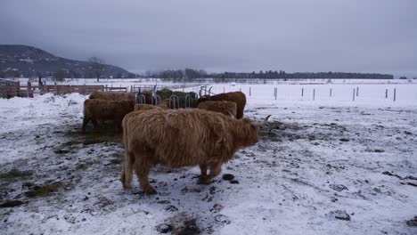 ganado de las tierras altas comiendo en clima invernal