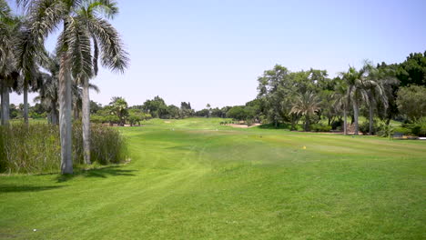 a beautiful golf course with green grass, trees and feather grass on a sunny day