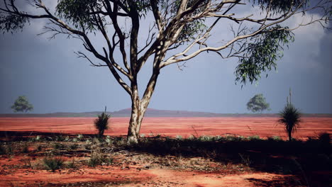 Tres-árboles-De-Acacia-En-Un-Paisaje-Africano