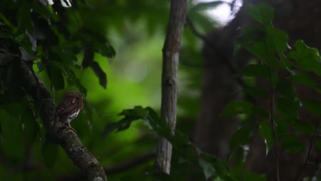 Sperlingskauz,-Taenioptynx-Brodiei,-Kaeng-Krachan-Nationalpark,-Thailand