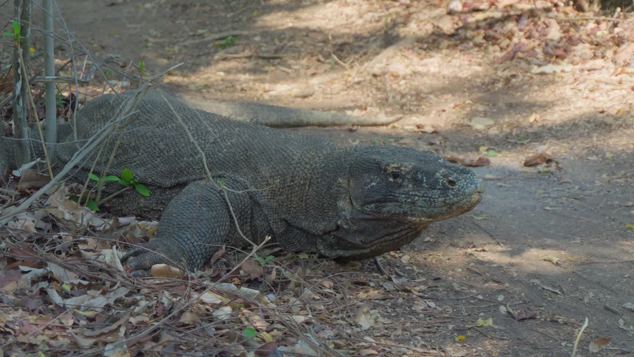 el dragón de komodo descansando en el suelo, mostrando su naturaleza prehistórica