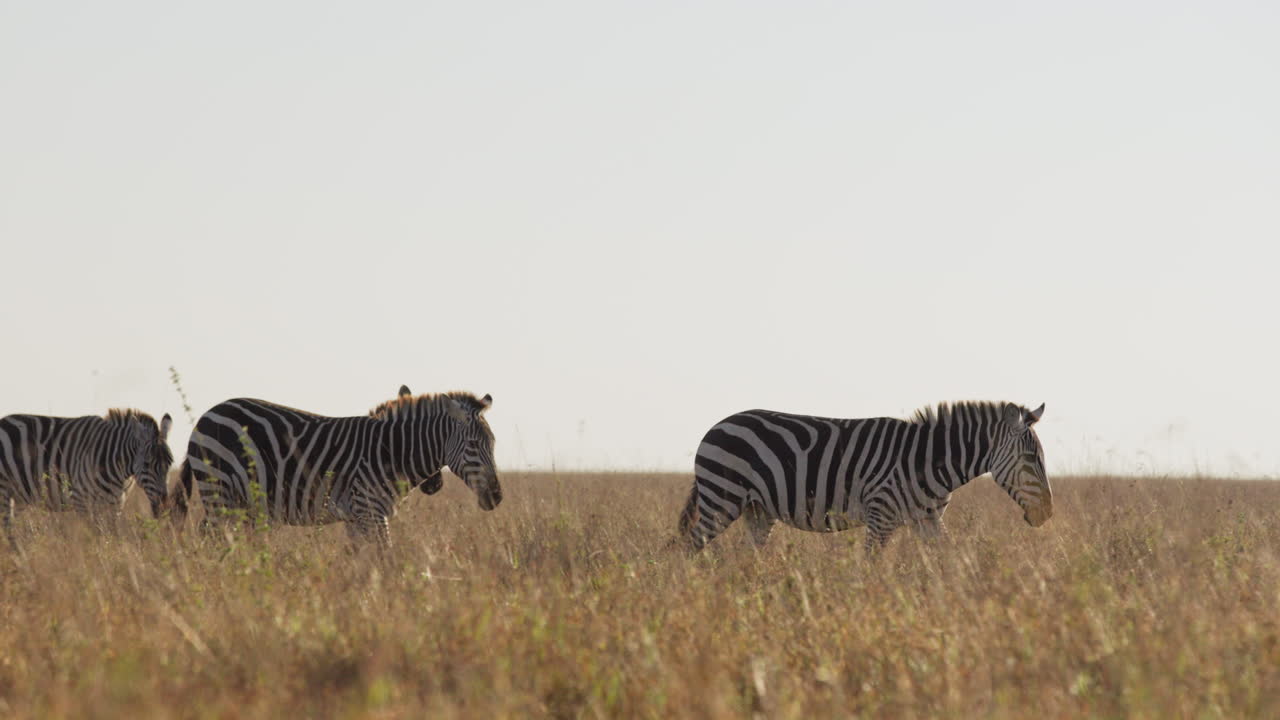 Mandria di zebre di pianura che cammina nella savana