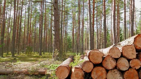 felled tree trunks in the forest