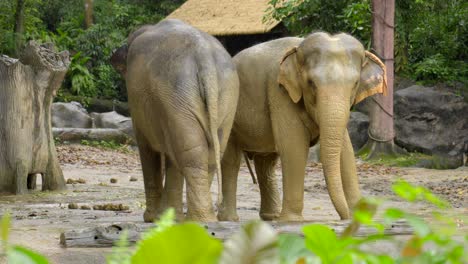 elephant starting courtship rubbing feets with mud singapore zoo asian