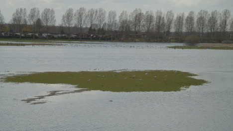 Bandada-De-Pájaros-Parados-En-Una-Pequeña-Isla-En-Una-Llanura-Aluvial-Llena-De-Agua