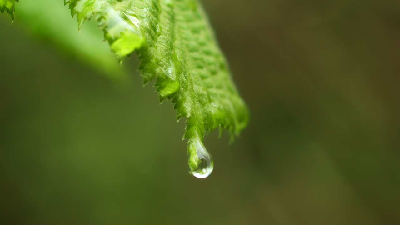 gota de agua en la hoja