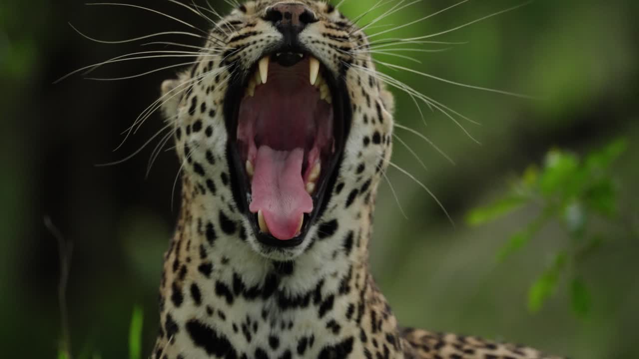 el leopardo africano bostezando en el exuberante desierto verde mostrando sus afilados dientes