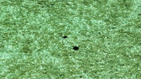 Two-Stingrays-in-Crystal-Clear-Turquoise-Bahamas-Water-with-Fish-Alongside,-Aerial-View