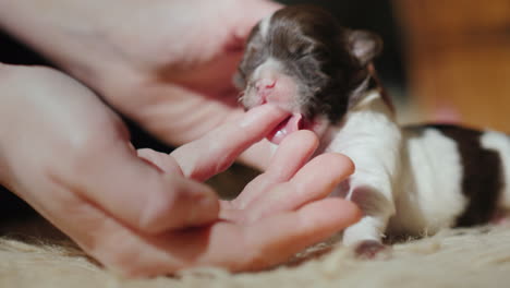 Newborn-Puppy-Sucks-Finger-Instincts-Concept-03