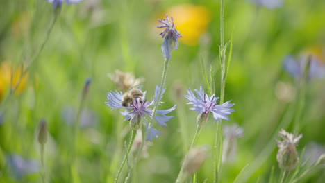 medium close up shot of bee flying away, handheld slow-motion with shallow depth of field