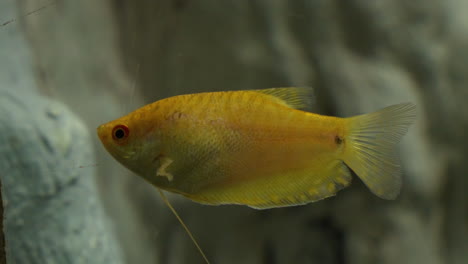 gourami dorado o gourami de tres manchas nada en el acuario de daejeon de cerca