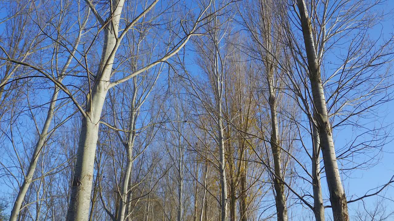 夕陽時森林的美麗景色