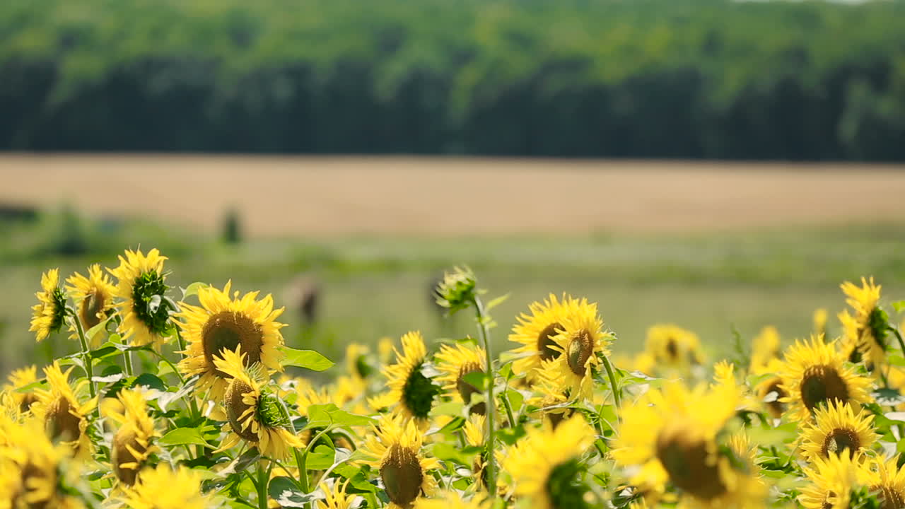 Sunflower Field With Horses. Sunflower field with horses on the meadow at sunny day