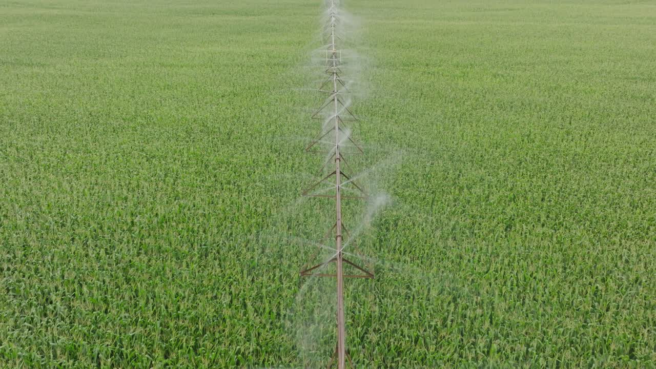 disparo de drones de rociadores que rocian agua en forma de niebla al campo de maíz en el riego por pivote