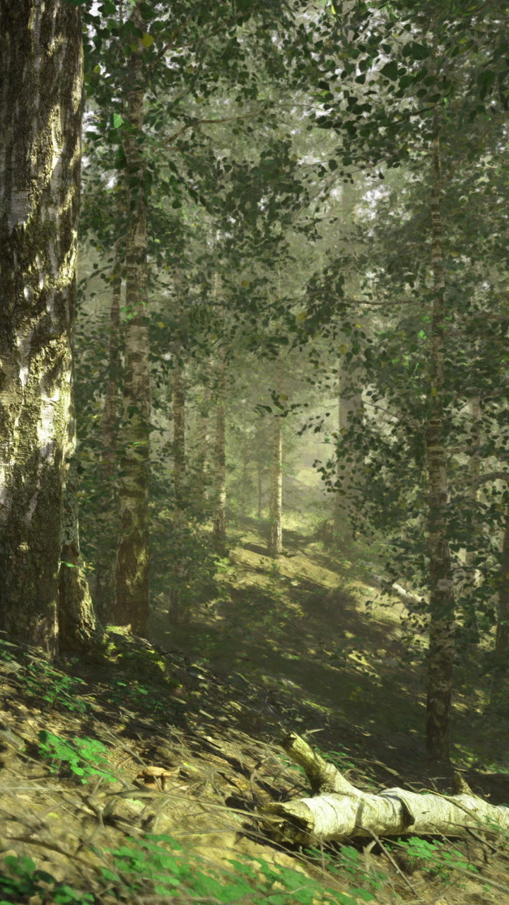 Light filters through greenery in a serene forest landscape at dawn