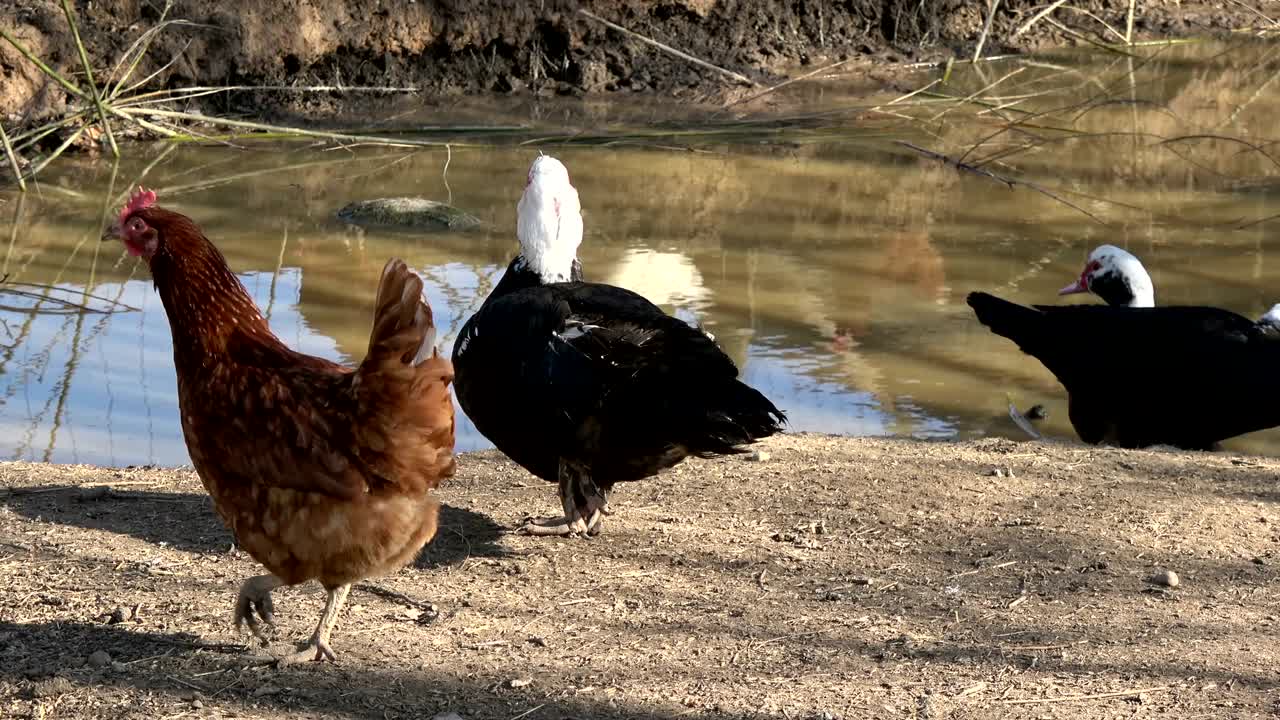 Bellissimo gruppo di anatre domestiche in fattoria.