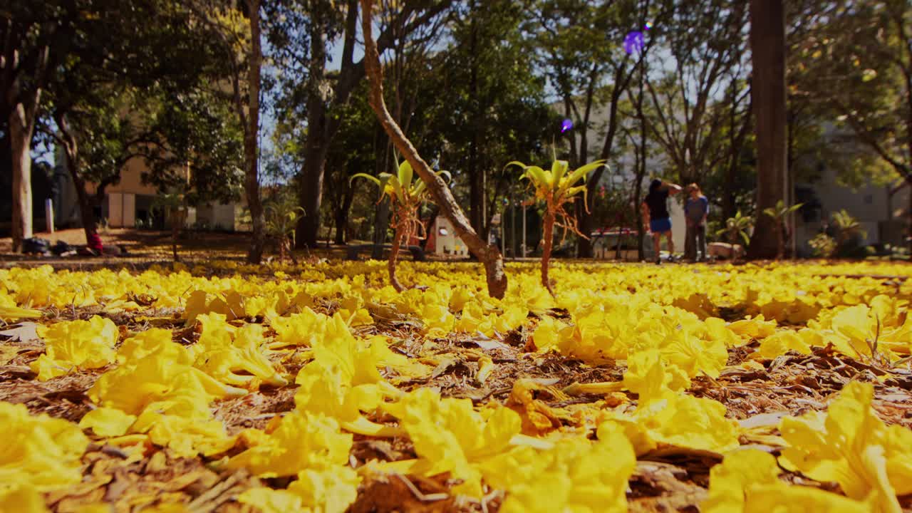 낮은 각도 샷, 노란 가을 나무 잎으로 덮인 공원의 보도