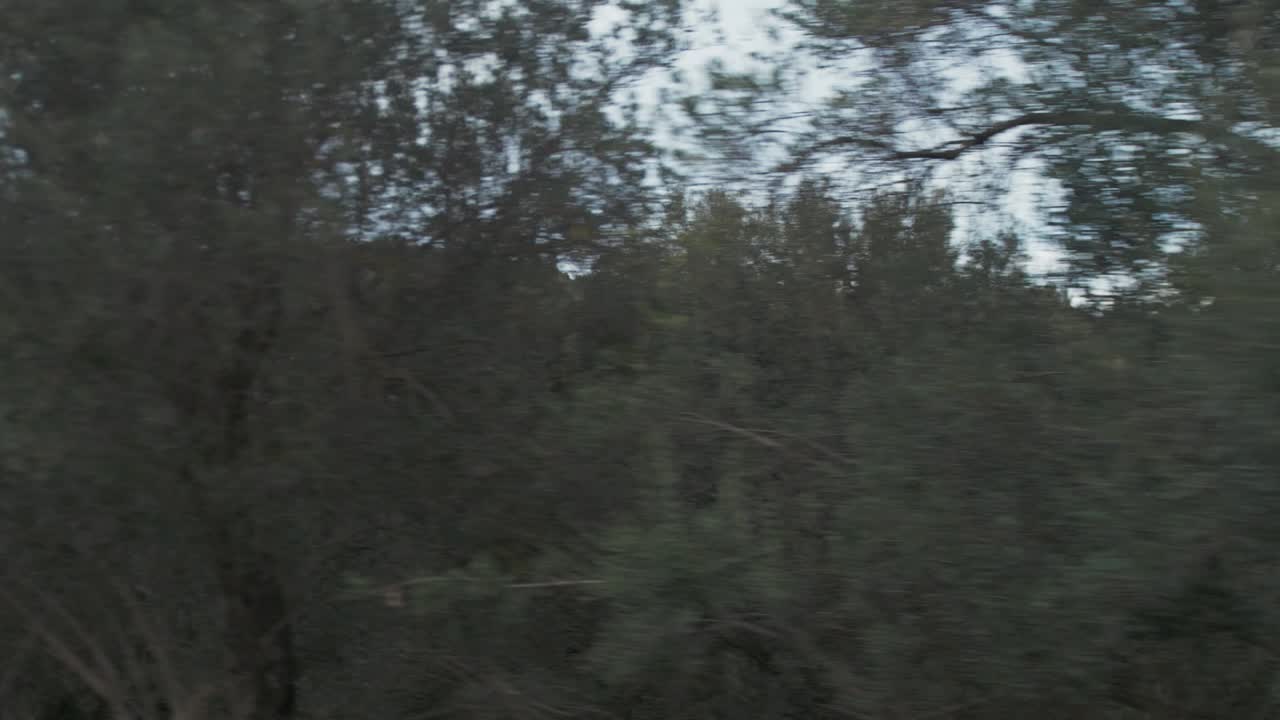 abundancia de olivos tiro de seguimiento de cámara lenta a lo largo del bosque