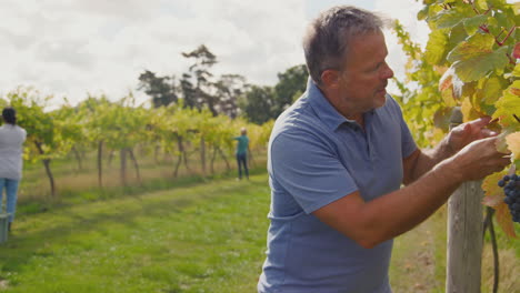 Mature-Male-Owner-Of-Vineyard-Checking-Grapes-For-Wine-Production-During-Harvest